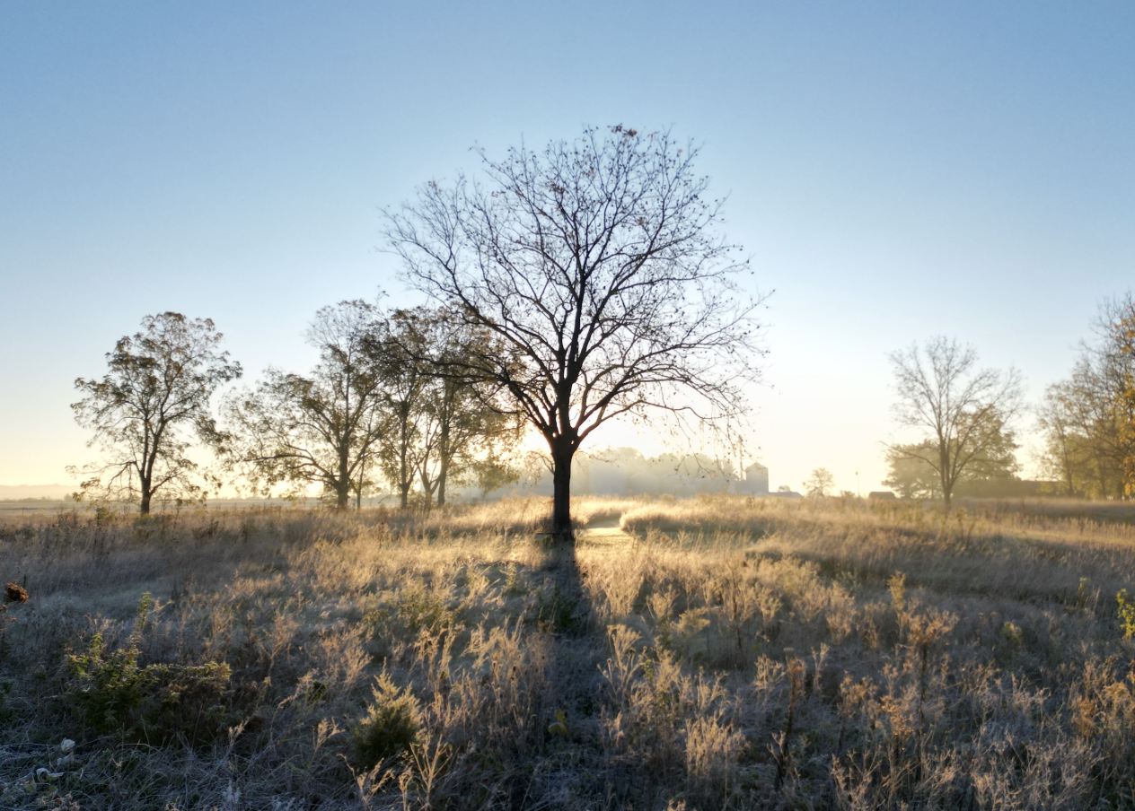 picture of tree with sun setting behind it